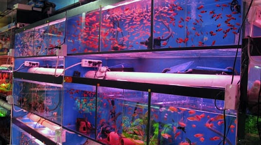 Toko Ikan Hias Madiun